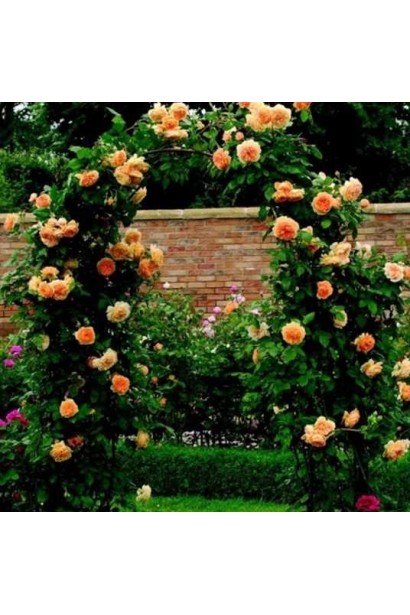 Троянда плетиста Полька – ідеальний вибір для арок і огорож